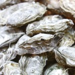 UCN desarrolla taller intersectorial sobre cultivo de ostra japonesa para pescadores artesanales de la región de Coquimbo