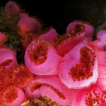Corynactis2 (2)