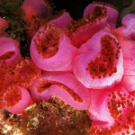 Académico UCN, único chileno participante en reportaje de Nat Geo