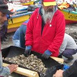 Pescadores artesanales avanzan en la acuicultura de especies exóticas con siembra de ostra japonesa