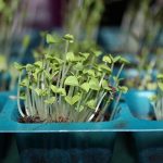 Gran interés de juntas de vecinos por talleres de huertos urbanos y arborización