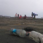 Publicación científica confirma que altos niveles de basura continúan presentes en las playas chilenas