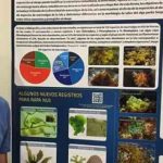 Bautizan nueva especie de alga marina en honor a Rapa Nui