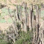 Buscan potenciar rutas turísticas en sectores costeros y de extrema aridez del desierto de Atacama