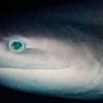 Expedición de Oceana y ESMOI explora profundidades de Rapa Nui