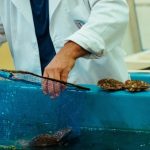 Desafíos del Ostión: ¿Nuevos productos para nuevos mercados?