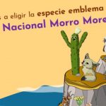 UCN y Conaf lanzan concurso online para buscar especie emblema del Parque Nacional Morro Moreno