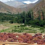 Seminario para agricultores de la región dará a conocer opciones productivas