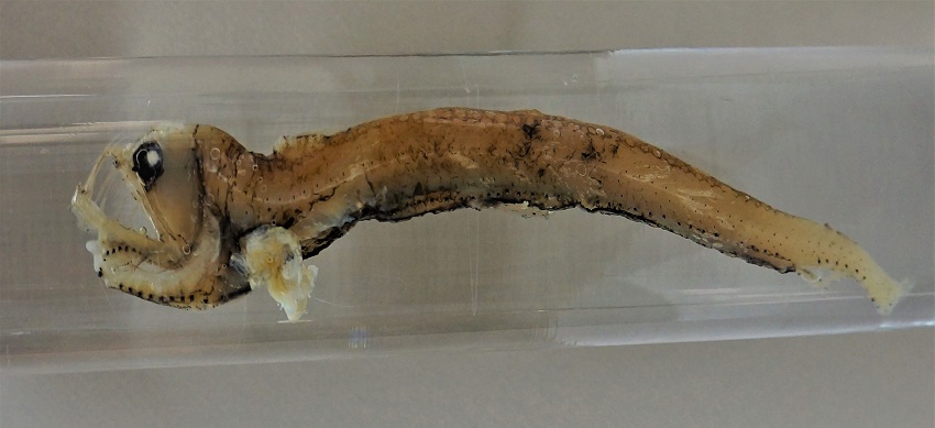 Museo de Historia Natural de Valparaíso recibe importante donación de la UCN