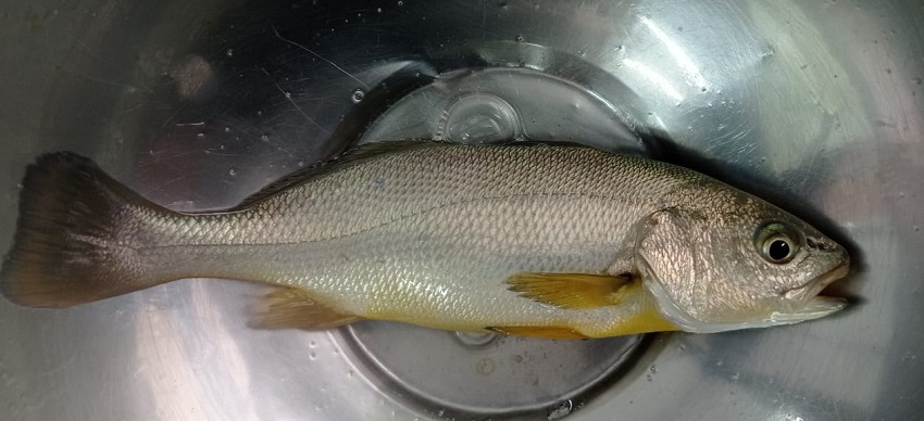 Utilizarán descartes de la industria acuícola para producción de alimento de peces