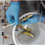 La UCN y CEAZA crean alimento para peces utilizando subproductos de la pesca y la acuicultura