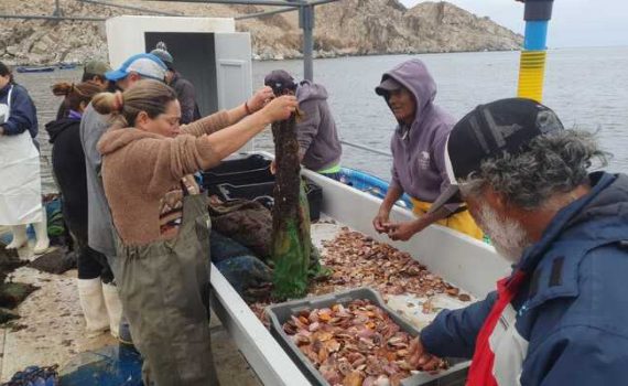En el Día de la Acuicultura la UCN mantiene centros de cultivo pioneros en la región de Antofagasta