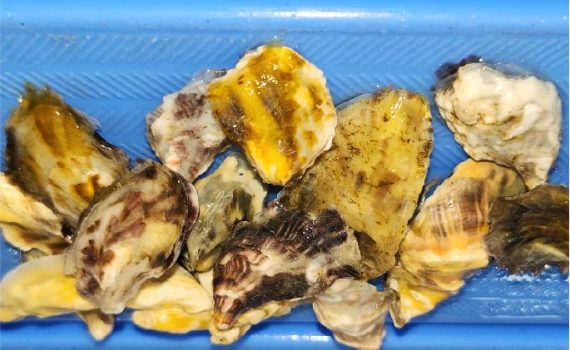 UCN busca consolidar el escalamiento productivo y comercial sustentable de la ostra japonesa