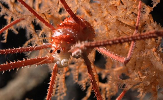 Descubren más de 100 nuevas especies en expedición a las profundidades marinas en Chile liderada por la UCN