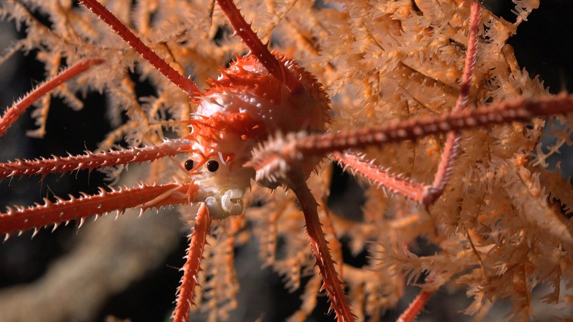 Descubren más de 100 nuevas especies en expedición a las profundidades marinas en Chile liderada por la UCN