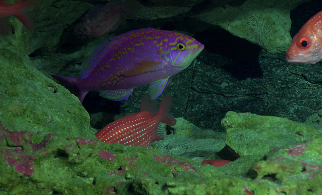 Fotografías: Nuevas especies y llamativos ecosistemas evidencia nueva expedición a los montes submarinos