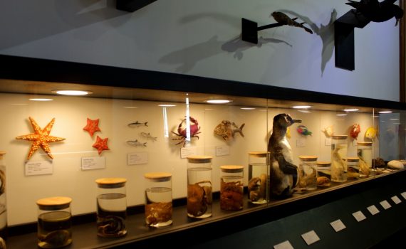 ESMOI UCN está presente en muestra del Museo Marítimo Nacional en el marco del Mes del Mar