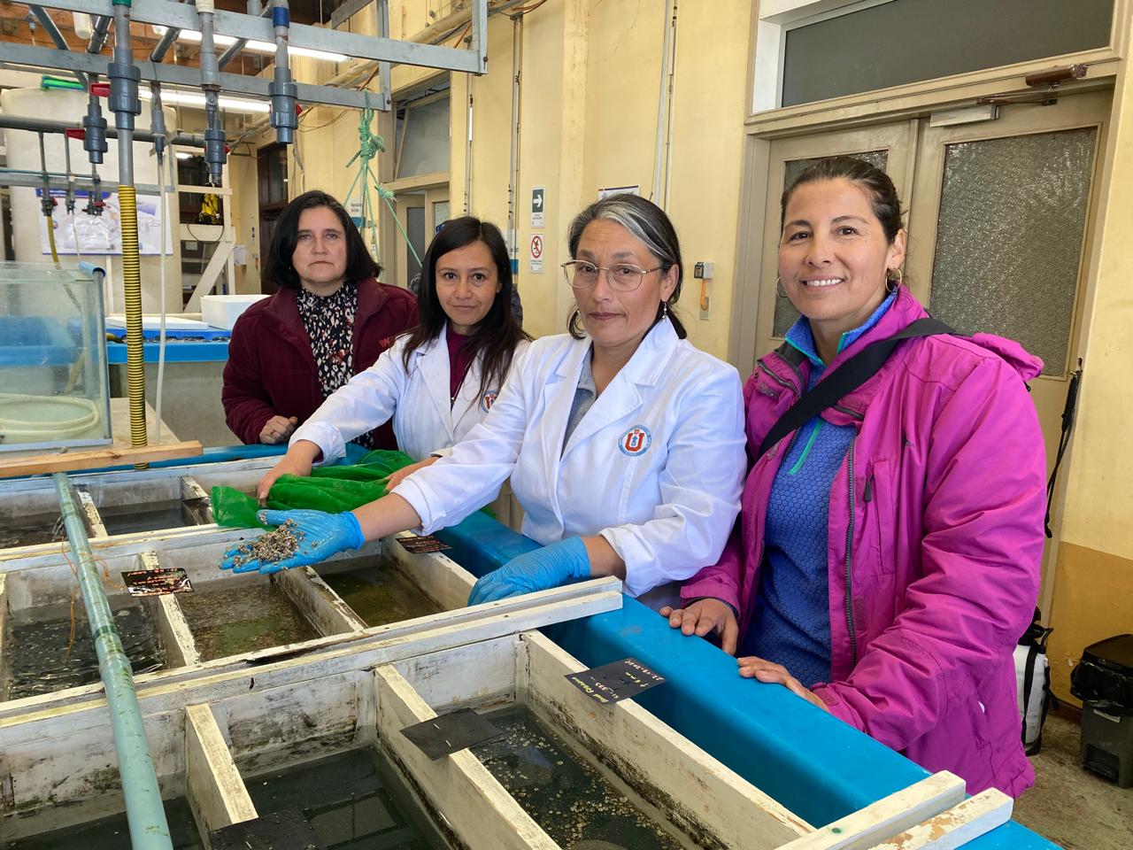 UCN entrega más de 23 mil semillas de Ostra Japonesa a la primera agrupación de mujeres ostreras de Chile