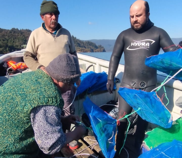 Pescadores de la región de Los Ríos siembran 35.000 semillas de ostras japonesas producidas en la UCN